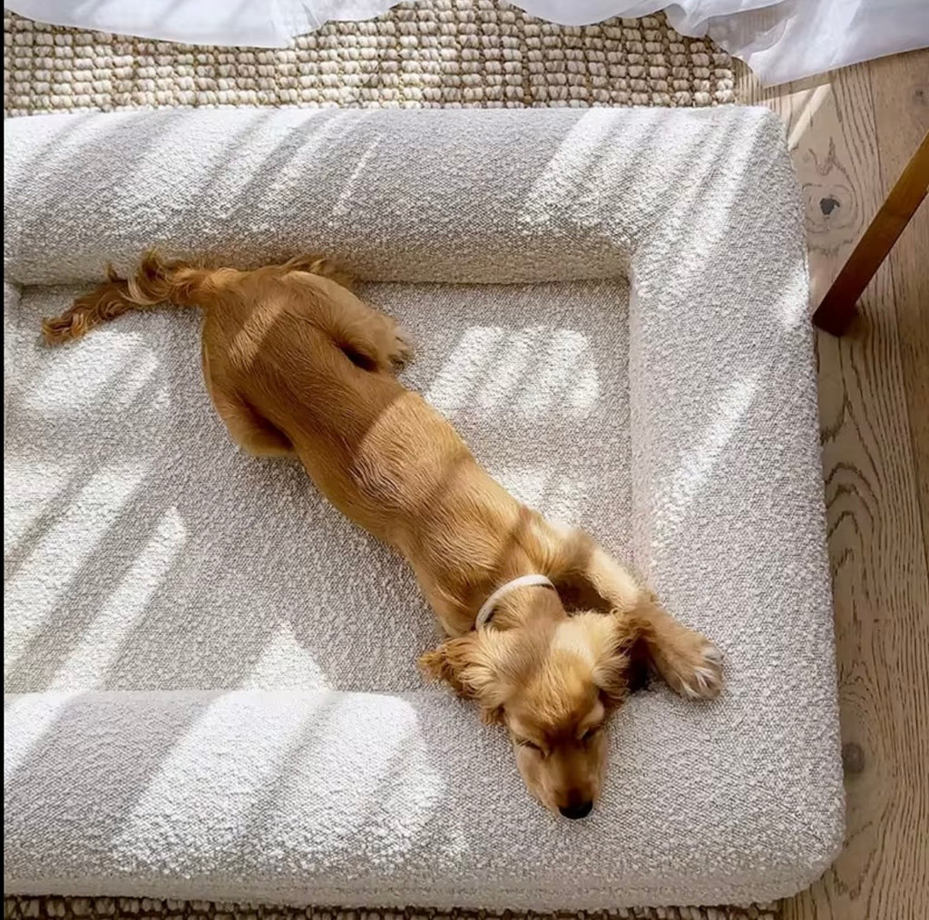 Dazy Dog orthopaedic dog bed featuring a machine-washable ivory bouclé cover.
