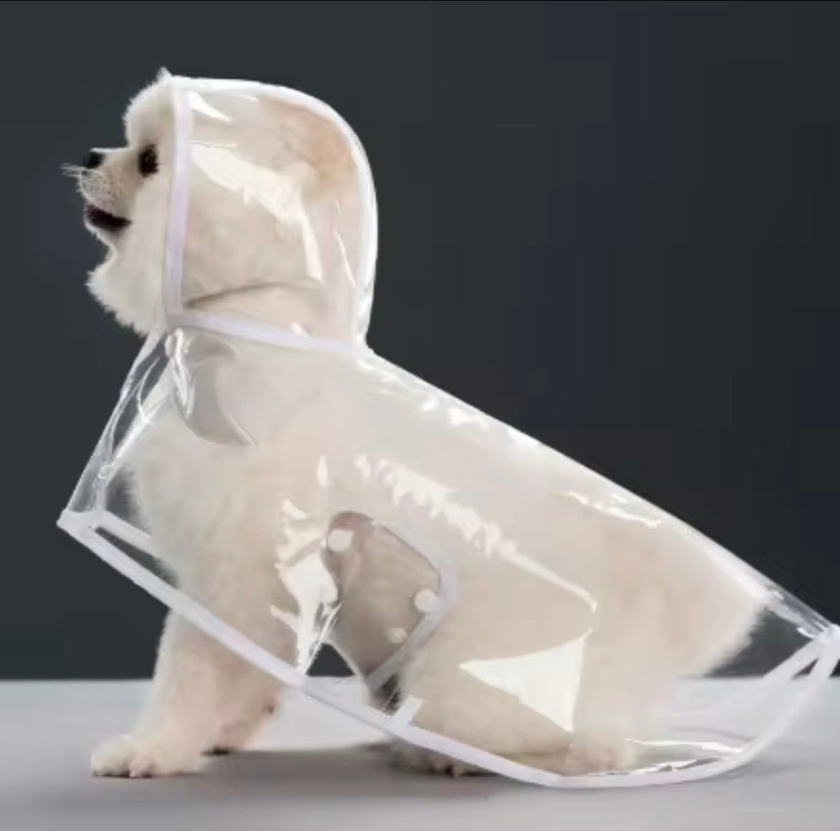 transparent dog raincoat with black trim and a hood.