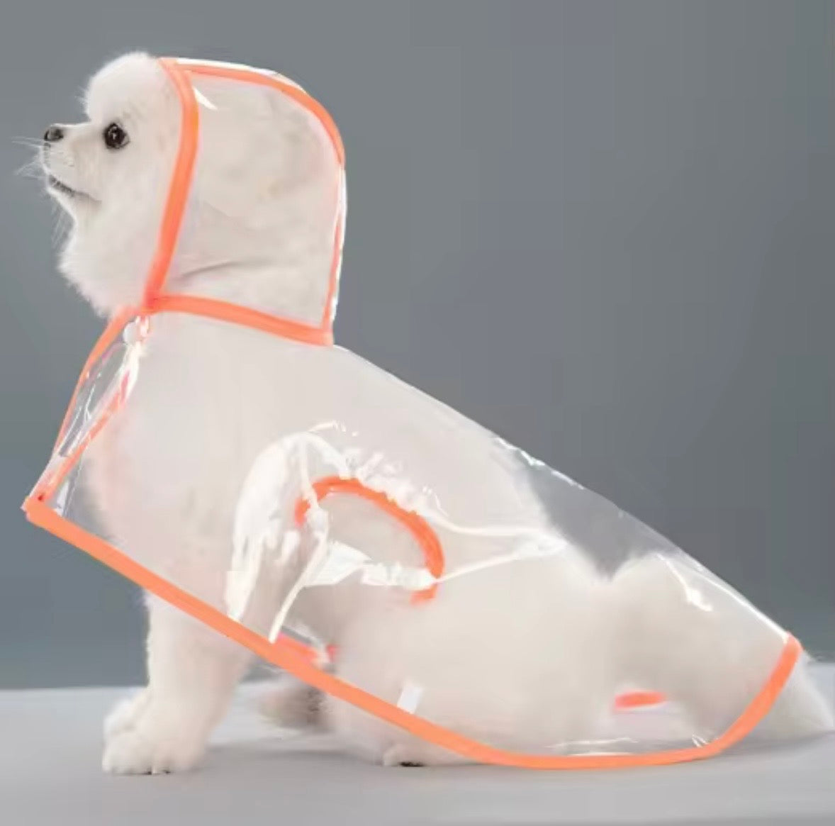 transparent dog raincoat with black trim and a hood.